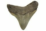 Posterior Juvenile Megalodon Tooth - Georgia #329837-1